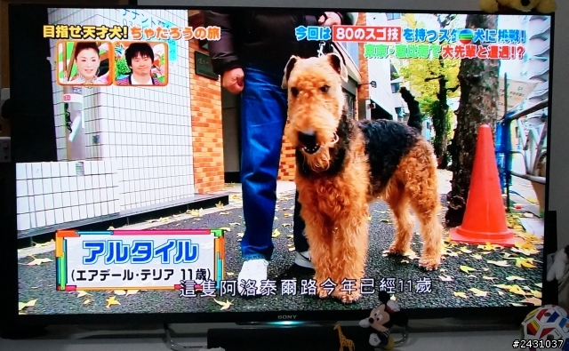 (開箱)便宜高畫質Sony BRAVIA 50W800B