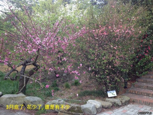 臺灣縱騎-中橫支線+中橫+合歡山+武嶺+新中橫+阿里山