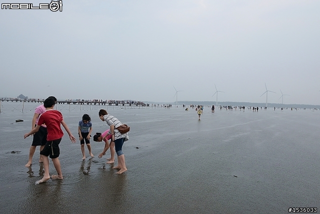 高美濕地半日遊