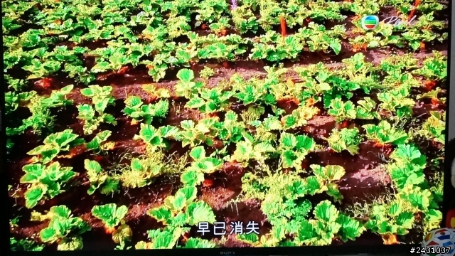 (開箱)便宜高畫質Sony BRAVIA 50W800B