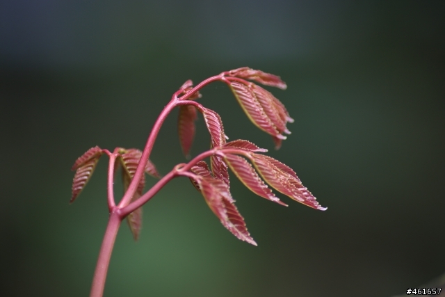 Kenko Teleplus PRO 300 DGX 1.4x AF Teleconverter 二手開箱