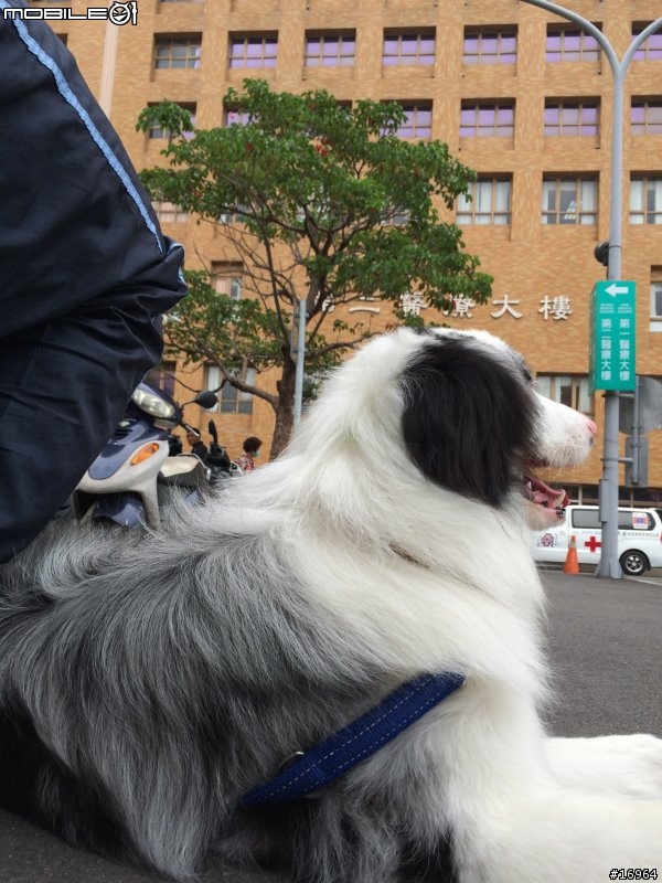 Hi~介紹我家白木邊境~Dubi~