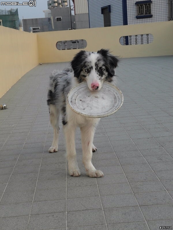 Hi~介紹我家白木邊境~Dubi~
