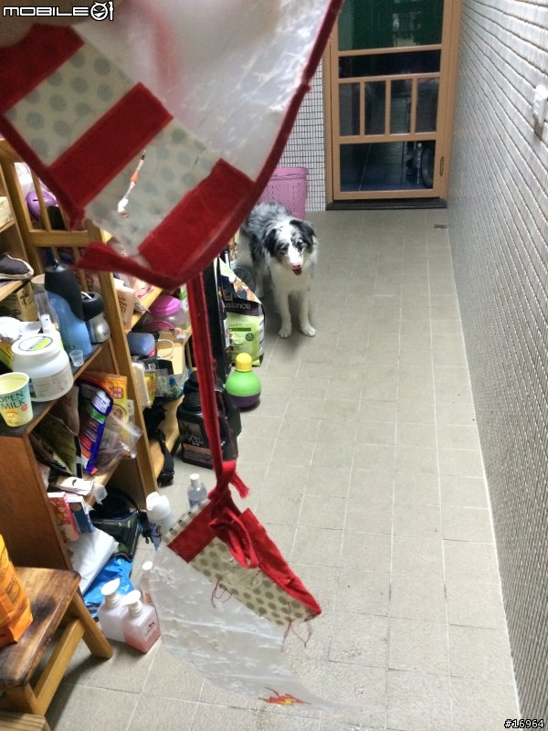 Hi~介紹我家白木邊境~Dubi~