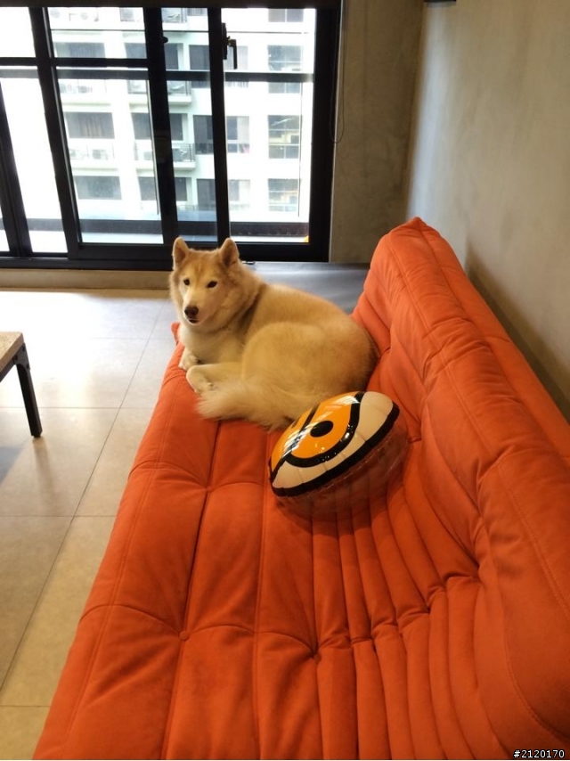 【開箱文】想念大蘋果LOFT.....