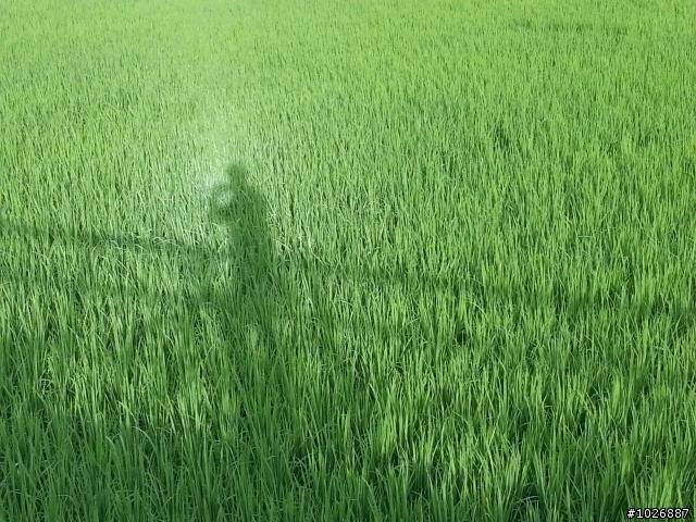 再次一個人的花東三日行(197+193)