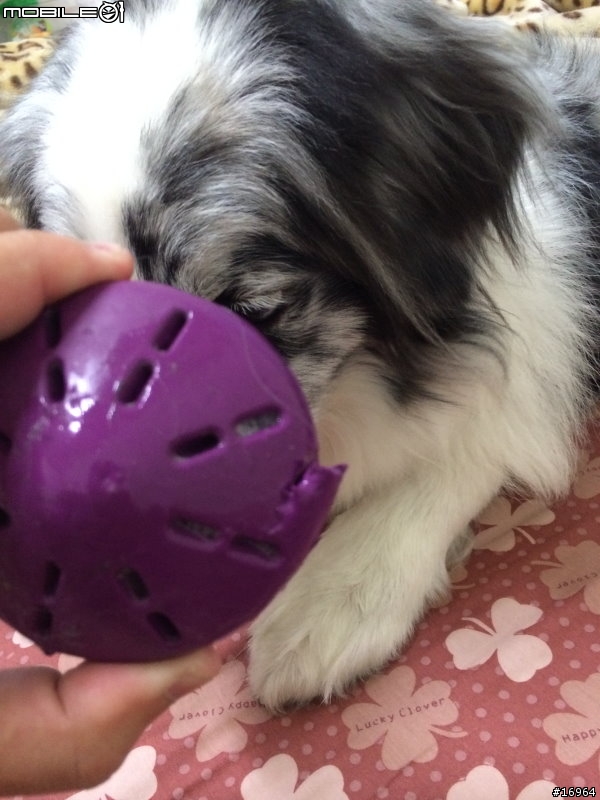 Hi~介紹我家白木邊境~Dubi~