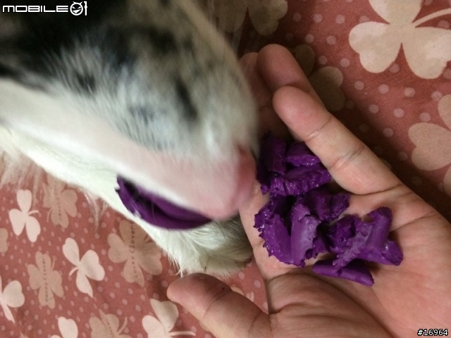 Hi~介紹我家白木邊境~Dubi~
