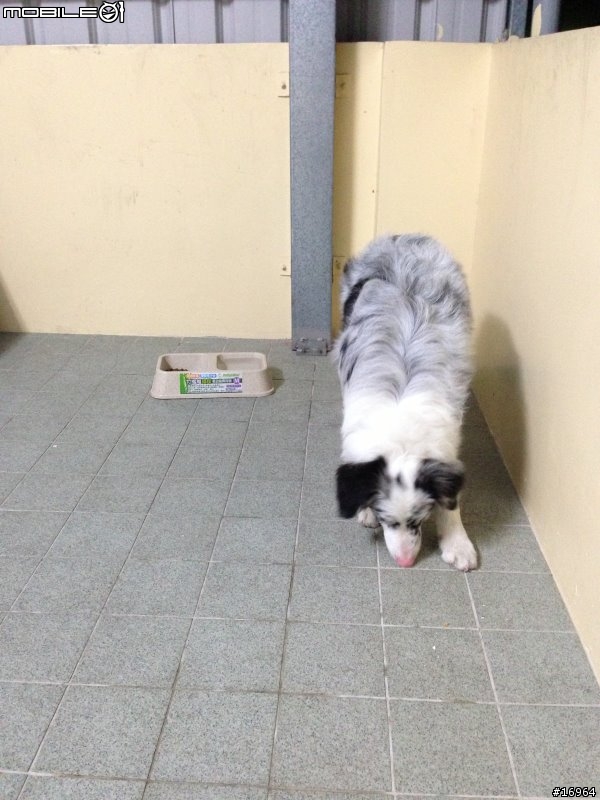 Hi~介紹我家白木邊境~Dubi~