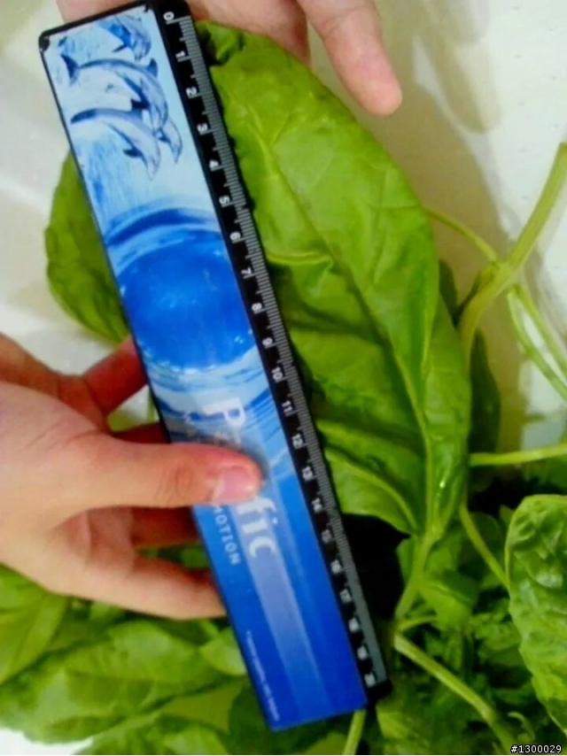 你一定沒見過這麼大的甜羅勒葉子