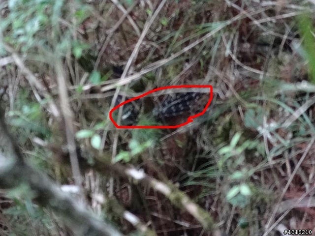 親子旅遊-向陽森林遊樂區(2)