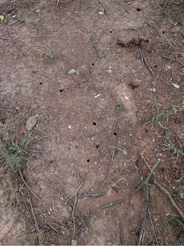 平地公園觀察獨角仙
