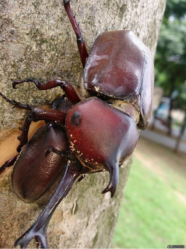 平地公園觀察獨角仙