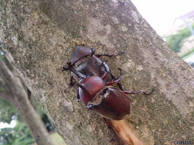 平地公園觀察獨角仙