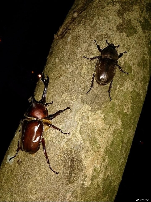 平地公園觀察獨角仙