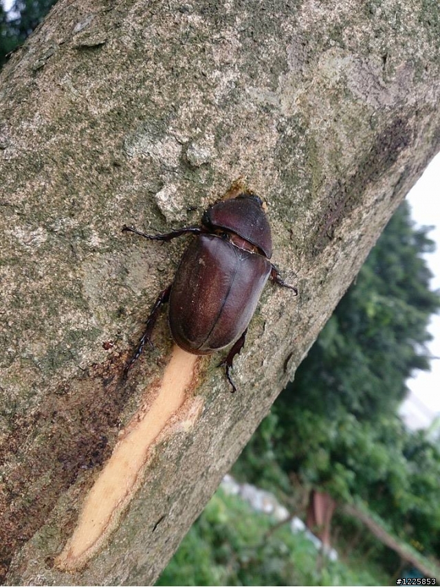平地公園觀察獨角仙