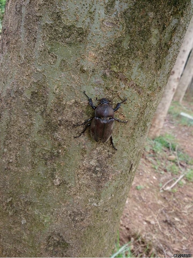 平地公園觀察獨角仙