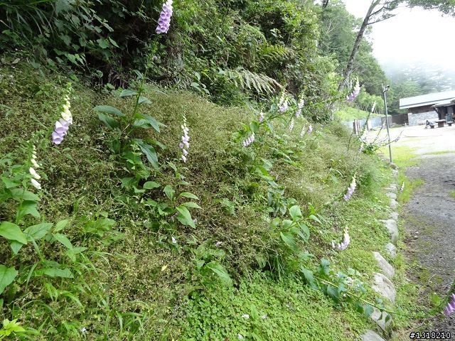 親子旅遊-向陽森林遊樂區(1)