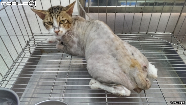 請問貓咪救援(7/23更新)