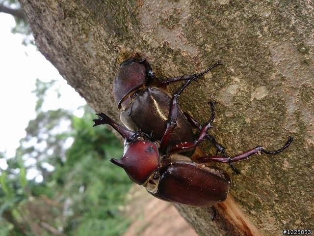 平地公園觀察獨角仙