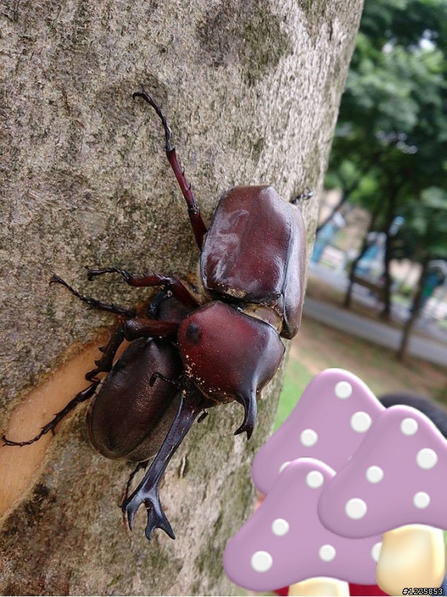 平地公園觀察獨角仙