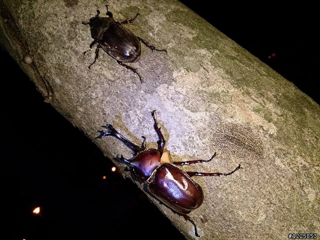 平地公園觀察獨角仙