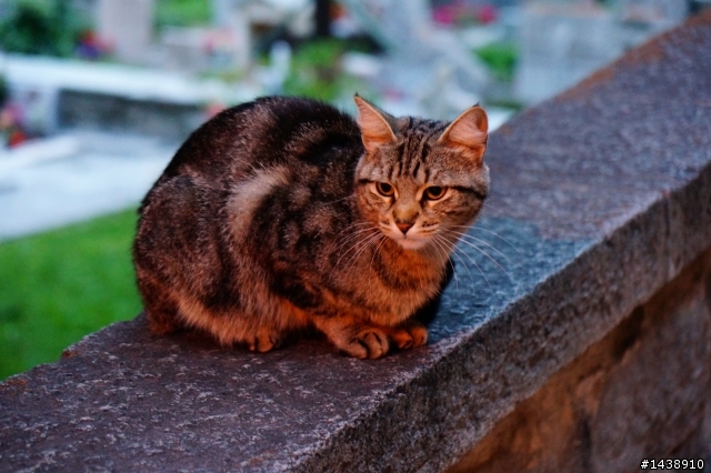 NEX-6+16-70 F4 ZA 遊德瑞