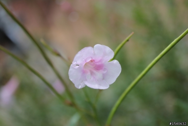 大陸 廣東佛山小黃蜂進藏-----崎嶇的線路,悲慘的收局!-----行程4