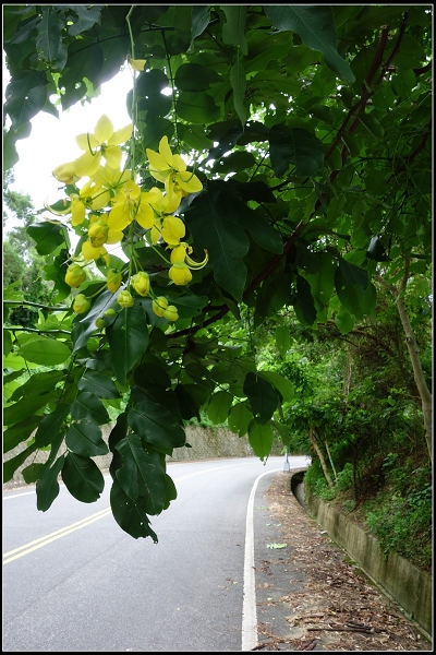2014.08.02【單車遊記】《貓狸》小旅行