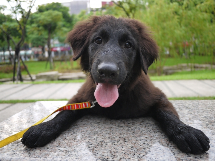 古錐大狗寶寶~獅子丸和他的哥哥姐姐找家