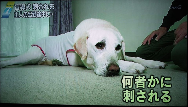 導盲犬遭攻擊受傷!