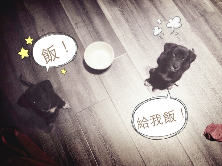 (都找到很棒的家庭囉! 謝謝大家!)【送養】兩個可愛的白襪米克斯找家歐!