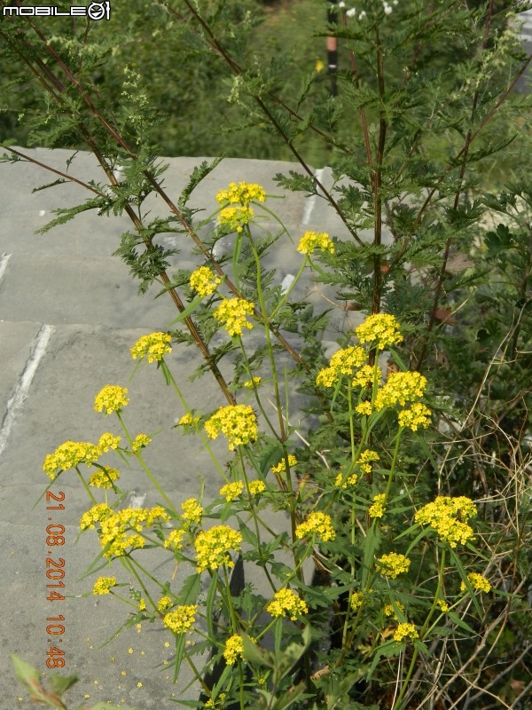 黃花城水長城 (西水峪)