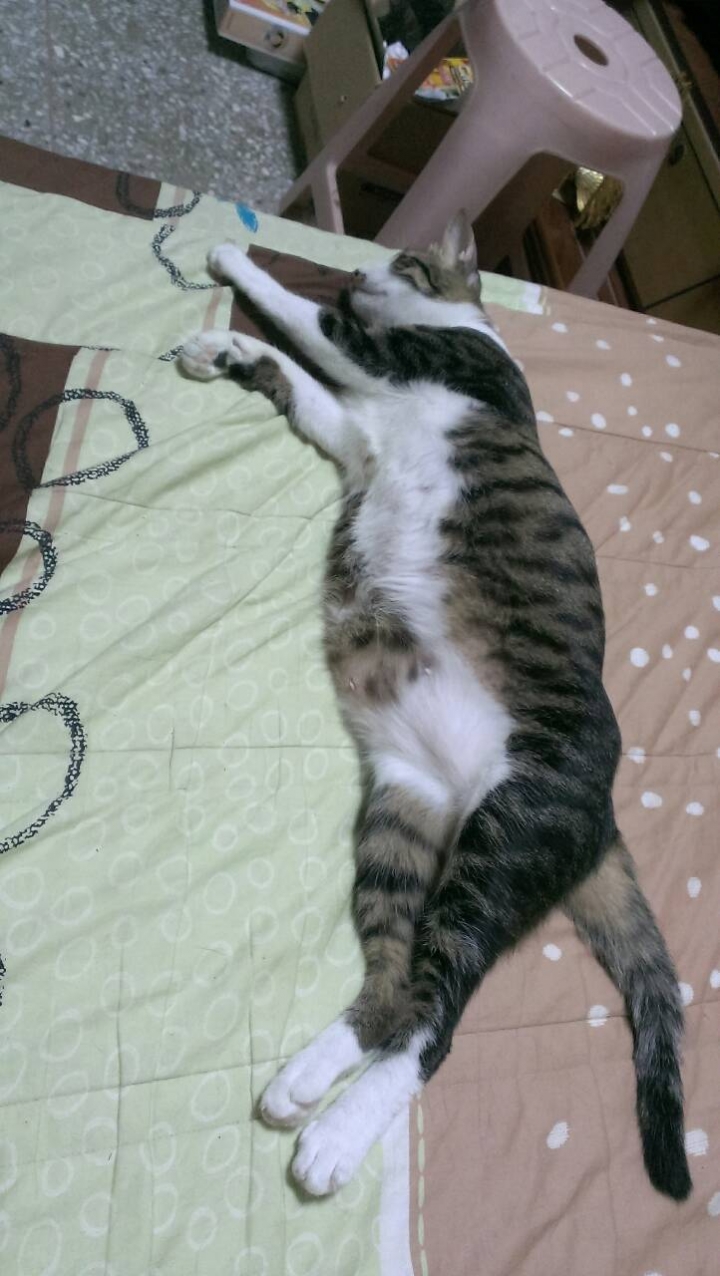 貓不愛吃罐頭