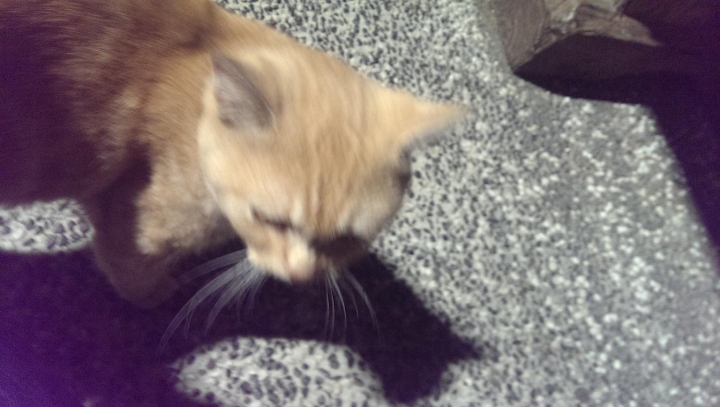 基隆 被棄養的貓...看有沒有人要認領回家