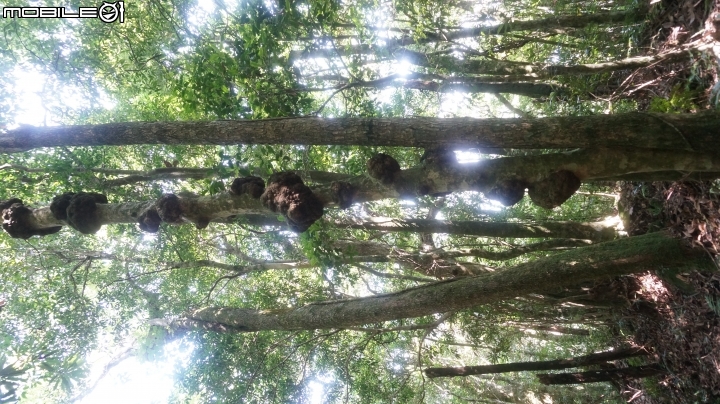 2014.9.3.比大鳥縱走(比林山.大窩山.鳥嘴山)白蘭部落.全都錄