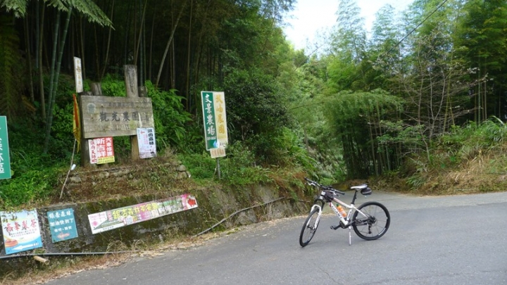 【車巡報告】上山睬藥--鹿谷銀杏森林尋幽