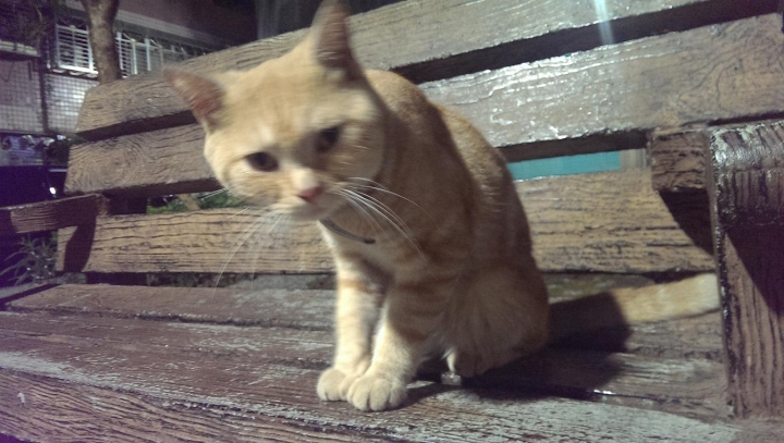 基隆 被棄養的貓...看有沒有人要認領回家