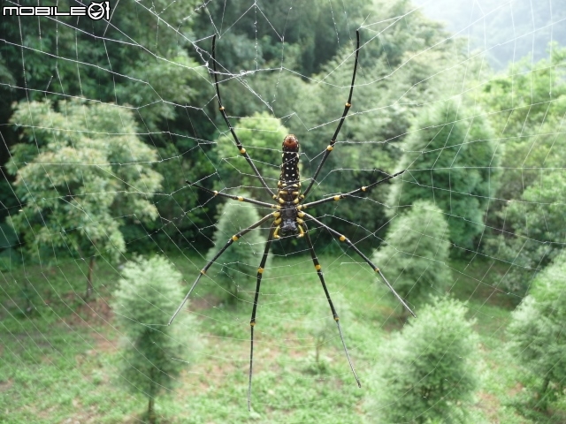 你...餵過野生的蜘蛛嗎?