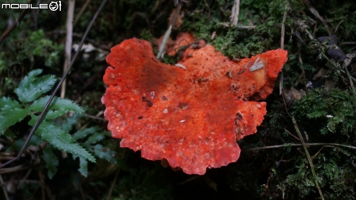 2014.9.3.比大鳥縱走(比林山.大窩山.鳥嘴山)白蘭部落.全都錄