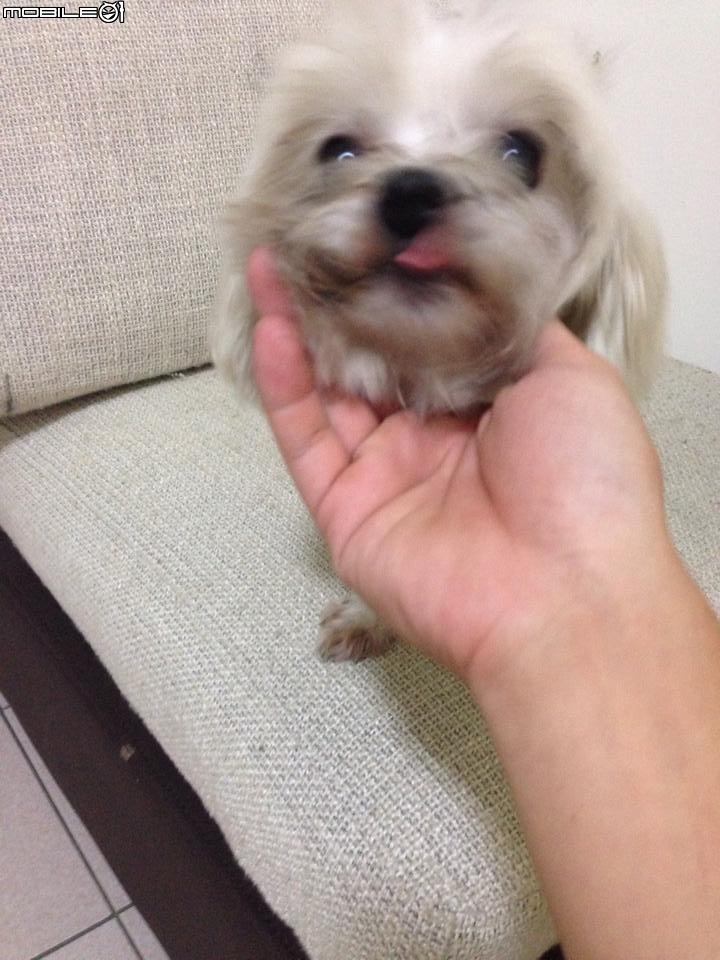 剛剛去中途帶回我撿到的瑪爾 些許問題請教
