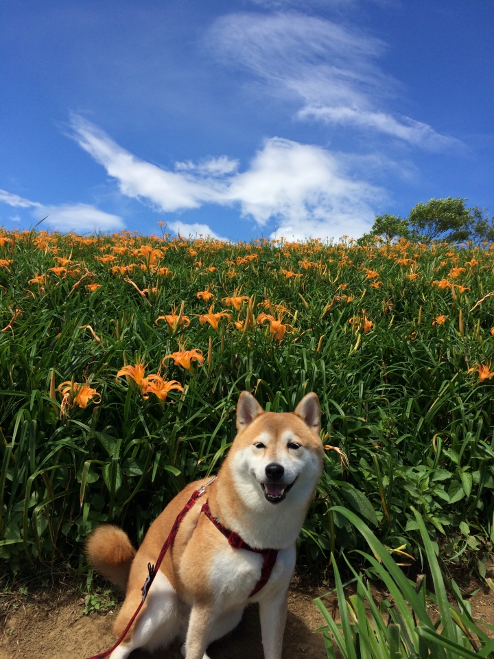 帶著柴兒去環島~~DAY1