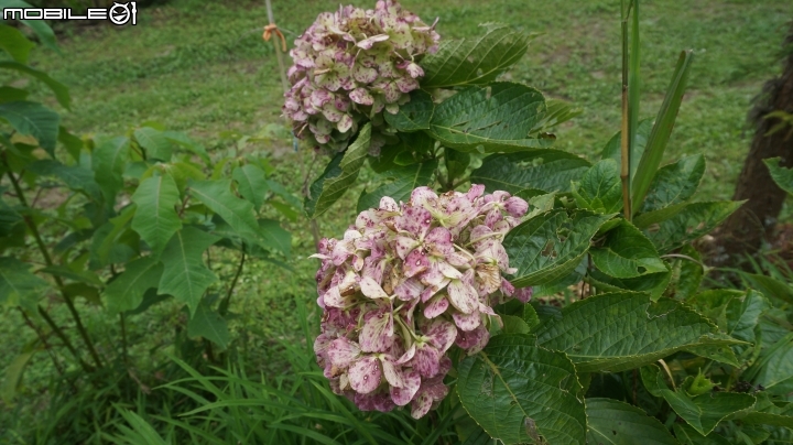 2014.9.3.比大鳥縱走(比林山.大窩山.鳥嘴山)白蘭部落.全都錄