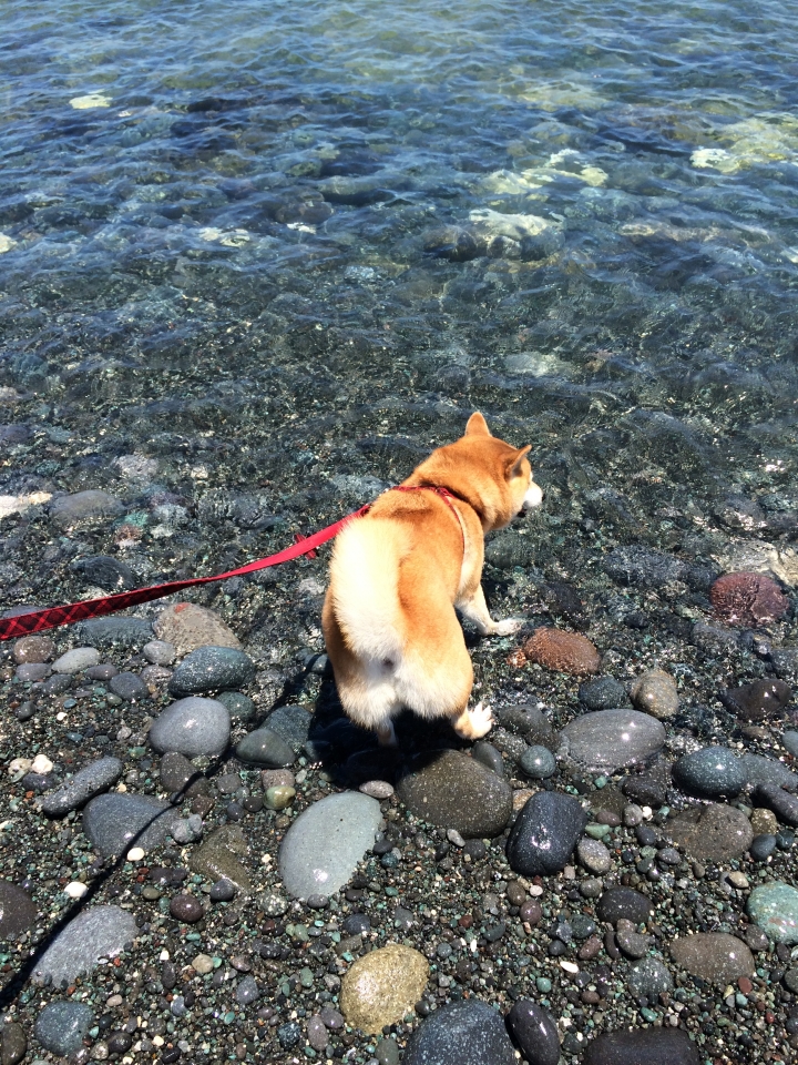 帶著柴兒去環島~~DAY1