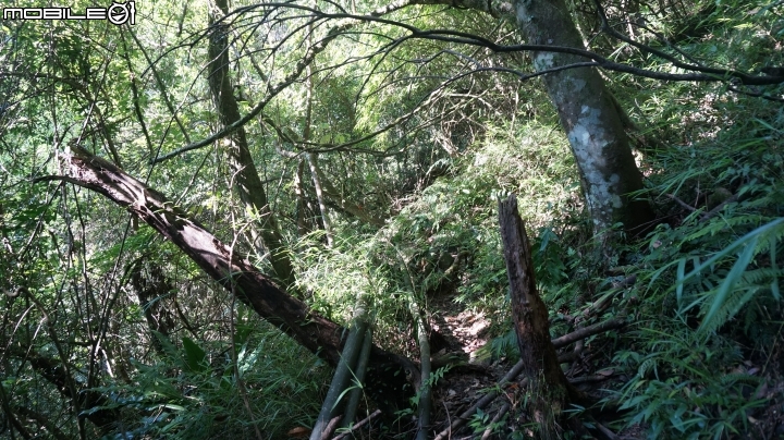 2014.9.3.比大鳥縱走(比林山.大窩山.鳥嘴山)白蘭部落.全都錄