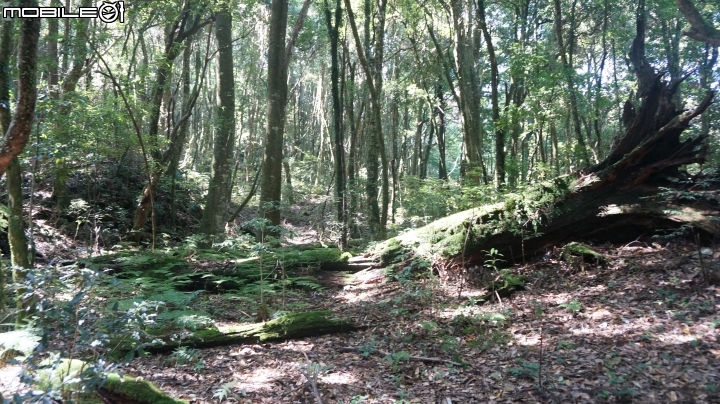 2014.9.3.比大鳥縱走(比林山.大窩山.鳥嘴山)白蘭部落.全都錄
