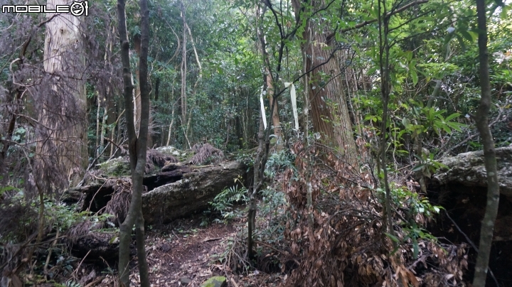 2014.9.3.比大鳥縱走(比林山.大窩山.鳥嘴山)白蘭部落.全都錄