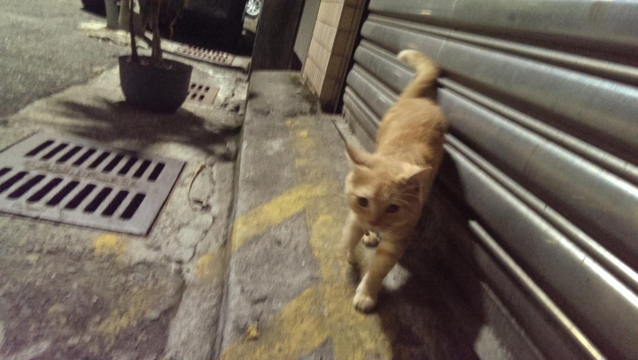 基隆 被棄養的貓...看有沒有人要認領回家