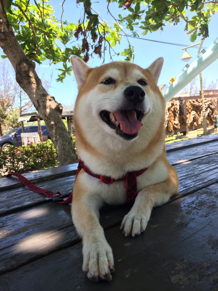 帶著柴兒去環島~~DAY1