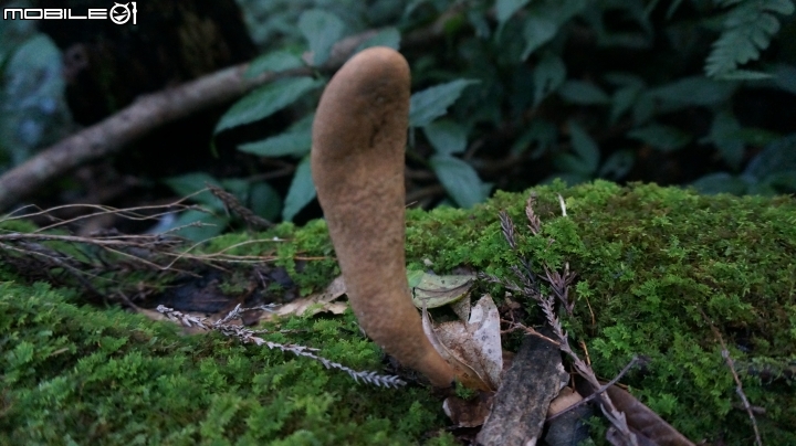 2014.9.3.比大鳥縱走(比林山.大窩山.鳥嘴山)白蘭部落.全都錄